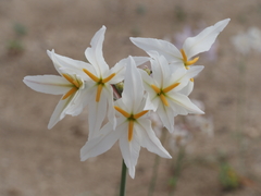 Leucocoryne appendiculata