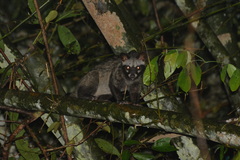 Paradoxurus musangus