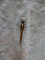 Orthetrum chrysis
