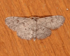 Idaea violacearia