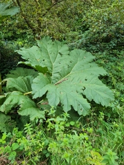 Gunnera tinctoria
