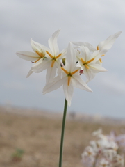 Leucocoryne appendiculata