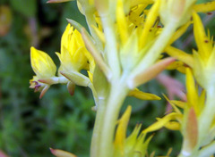 Petrosedum rupestre