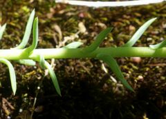 Petrosedum rupestre
