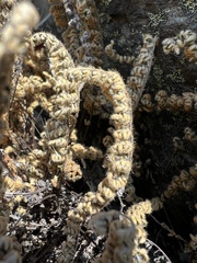 Myriopteris gracillima