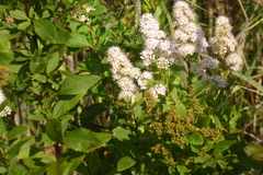 Spiraea alba