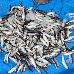 Sardinella longiceps