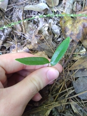 Smilax laurifolia