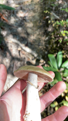 Cortinarius caperatus