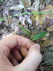 Smilax laurifolia