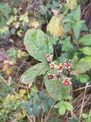 Rubus caesius