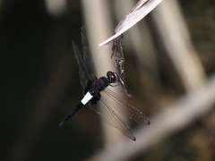 Pseudothemis zonata