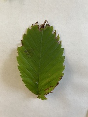 Betula alleghaniensis