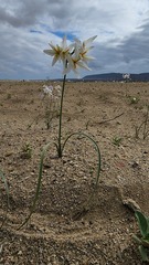 Leucocoryne appendiculata