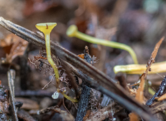 Lanzia luteovirescens