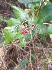 Rubus caesius