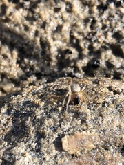 Clubionidae