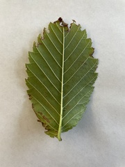 Betula alleghaniensis
