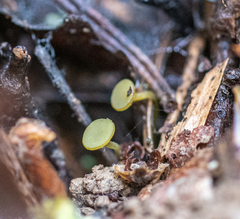 Lanzia luteovirescens