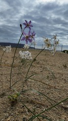 Leucocoryne appendiculata