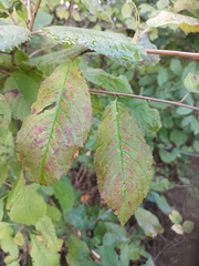 Prunus avium