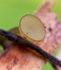 Lanzia luteovirescens