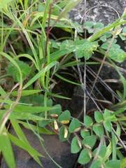Crotalaria hebecarpa