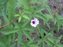 Ipomoea heptaphylla