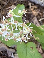Eurybia