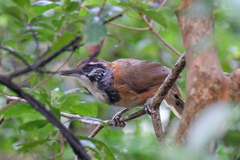 Pterorhinus pectoralis