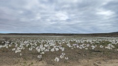 Leucocoryne appendiculata