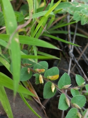 Crotalaria hebecarpa