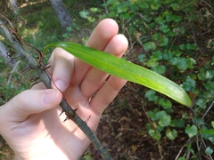 Smilax laurifolia