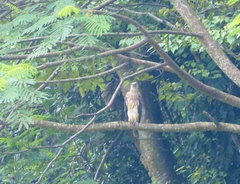 Haliaeetus ichthyaetus