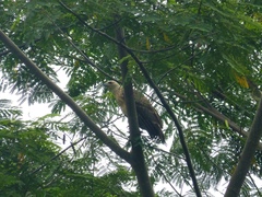 Haliaeetus ichthyaetus