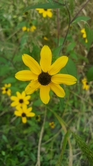 Rudbeckia