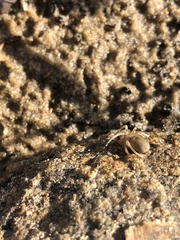 Clubionidae