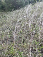 Panicum amarum