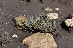 Arthrocaulon macrostachyum