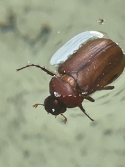 Cyclocephala lurida