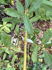 Salix bebbiana