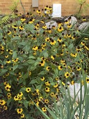 Rudbeckia