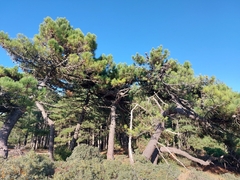 Pinus nigra