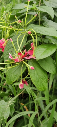 Combretum indicum