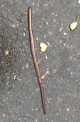 Lumbricus terrestris