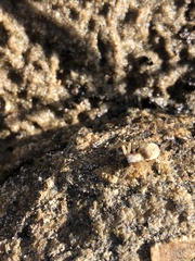 Clubionidae