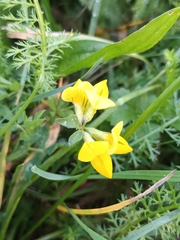 Lotus corniculatus