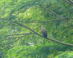 Haliaeetus ichthyaetus
