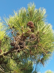 Pinus nigra