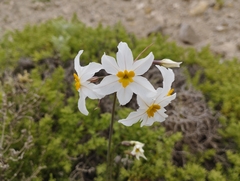 Leucocoryne coronata